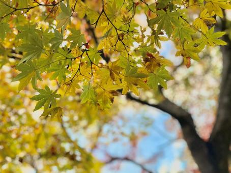 紅葉 紅葉の写真