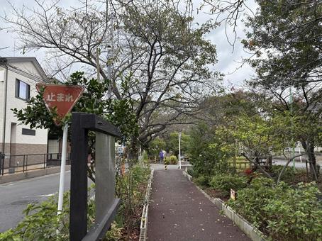 住宅街の静かな散歩道 住宅街の静かな散歩道 住宅街,散歩道,遊歩道の写真素材