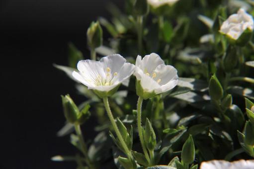 Photo, arenaria montana, a flower, blooming landscape, 