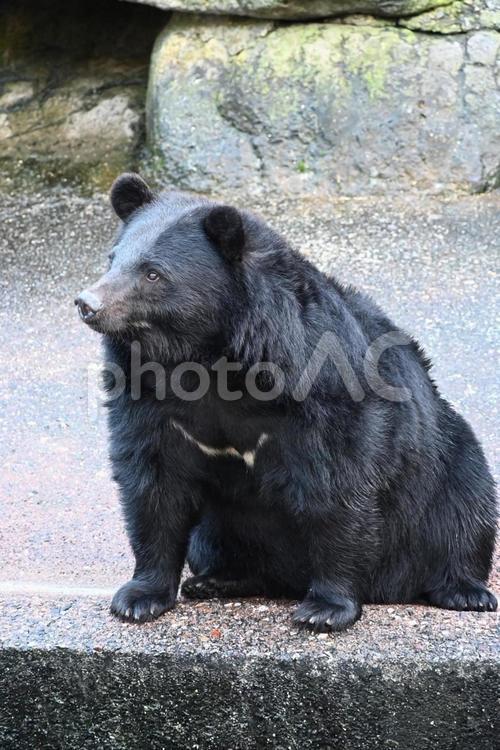 つぶらな瞳のツキノワグマ（一眼レフ使用） クマ,ツキノワグマ,奥飛騨クマ牧場の写真素材