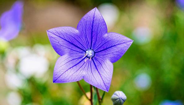 桔梗の花 桔梗の花の写真