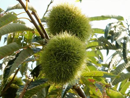 【植物写真】イガグリ(毬栗) 【植物写真】イガグリ(毬栗)の写真