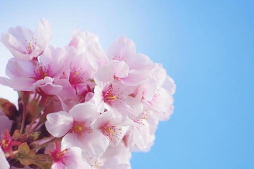 桜 桜 余白,スペース,さくらの写真素材