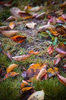 北海道　秋の風景 北海道,北,札幌市の写真素材