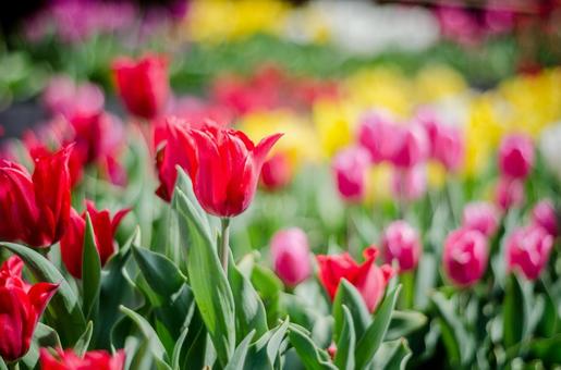 tulips, JPG