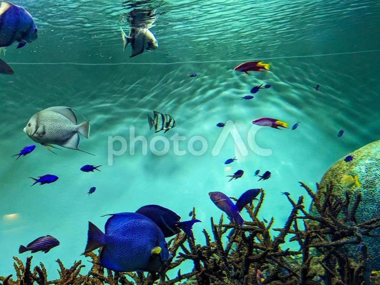 水族館　水槽の中を中を泳ぐ魚た 水族館,水槽,水中の写真素材