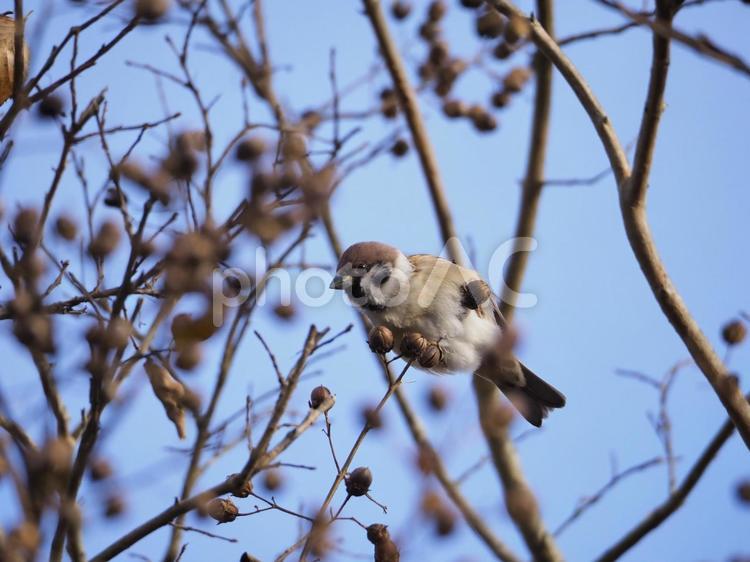 木の実を啄むスズメ スズメ,木の実,鳥の写真素材