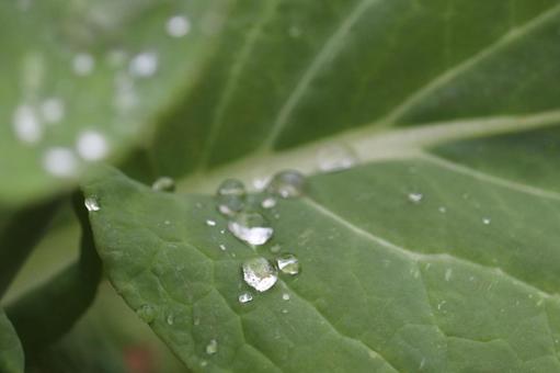 葉っぱについた雨粒 葉っぱについた雨粒の写真