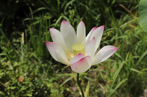 法金剛院 蓮の花 美中紅蓮 法金剛院 蓮の花 美中紅蓮 蓮の花,美中紅蓮,蓮の写真素材