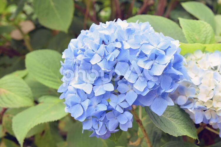 アジサイ（青・その１） アジサイ,紫陽花,あじさいの写真素材