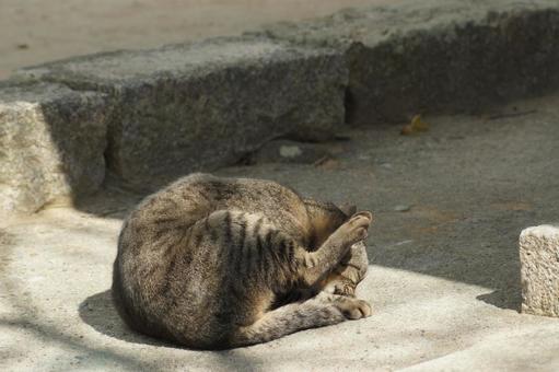 ねこ ねこ にゃんこ,可愛い,野良猫の写真素材