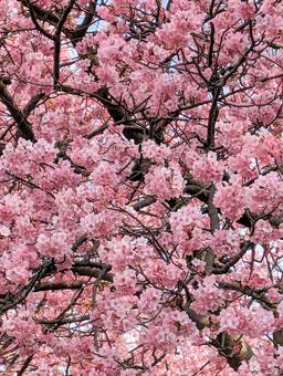 河津桜 桜,春,河津桜の写真素材