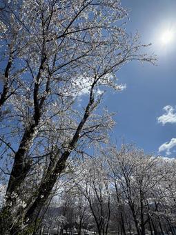 どんぐりの森公園の桜(長野県塩尻市) どんぐりの森公園の桜(長野県塩尻市)の写真