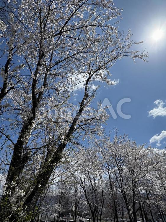 どんぐりの森公園の桜（長野県塩尻市） どんぐりの森公園,桜,花の写真素材