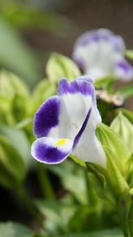 トレニア　クローズアップ フラワー,美しい,唇形花の写真素材