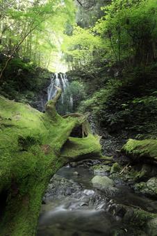 不動の滝【奈良県御杖村】 不動の滝,滝,御杖村の写真素材