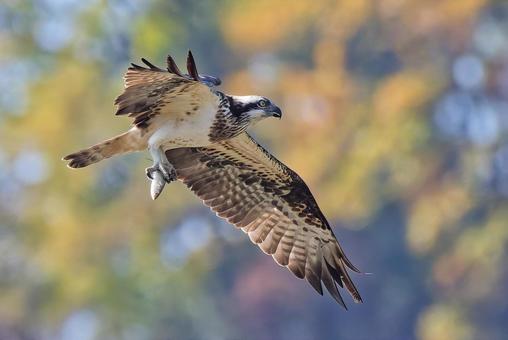 秋に鯔を掴んで運ぶミサゴ ミサゴ,鶚,ウオタカの写真素材