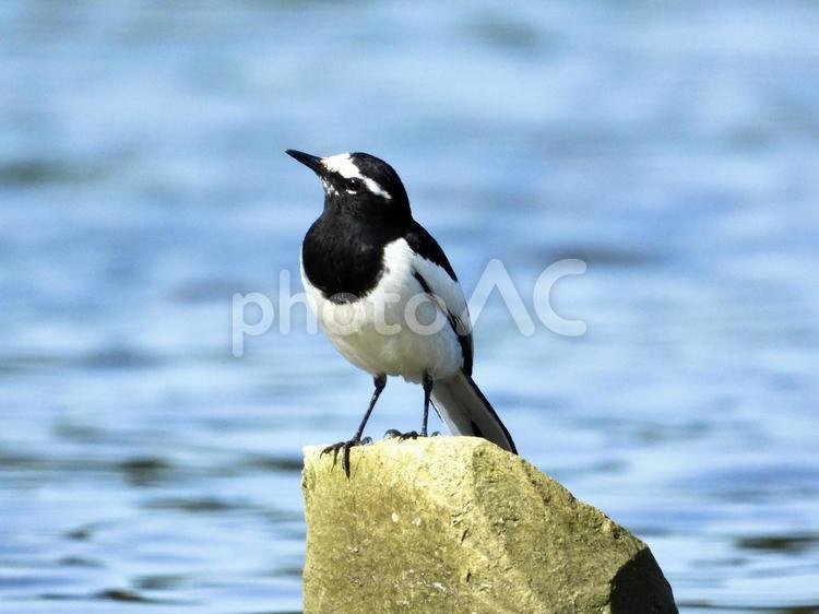 石の上に立つセグロセキレイ 鳥,野鳥,セグロセキレイの写真素材