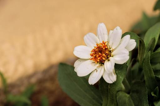 花 花の写真