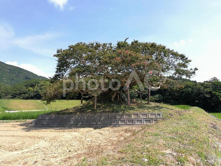 自然と山の木 植物,木,加工無しの写真素材