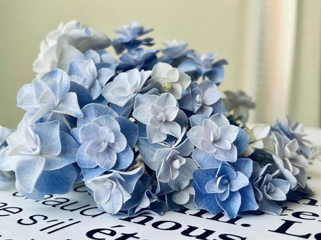 紫陽花 紫陽花の写真