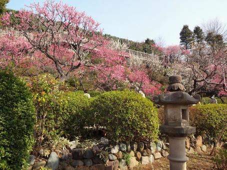 池上梅園の梅 池上梅園の梅の写真