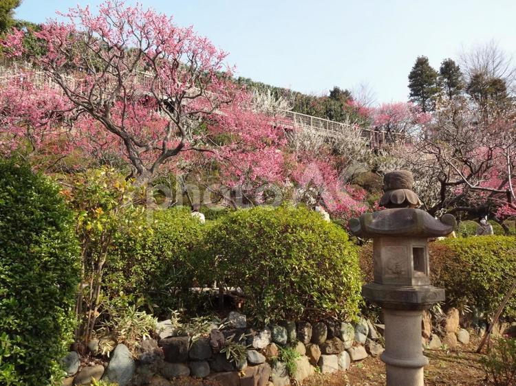 池上梅園の梅 池上梅園,池上,梅園の写真素材