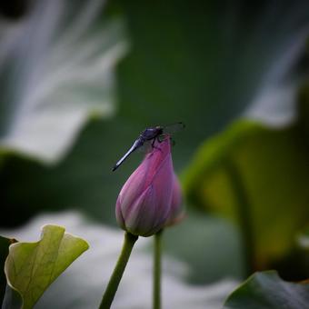 Oga lotus 19, JPG