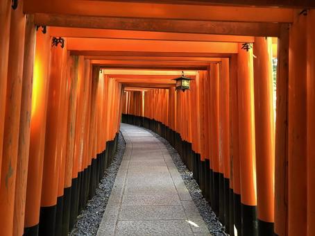 伏見稲荷大社の千本鳥居（京都府） 伏見稲荷大社,伏見稲荷,千本鳥居の写真素材