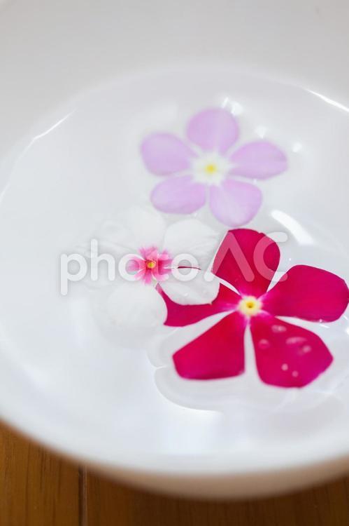 皿の水に浮かぶ花 花,水,ピンクの写真素材