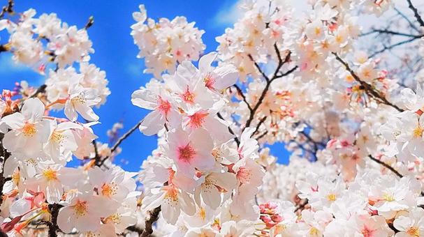 桜と青空10 桜,さくら,花の写真素材