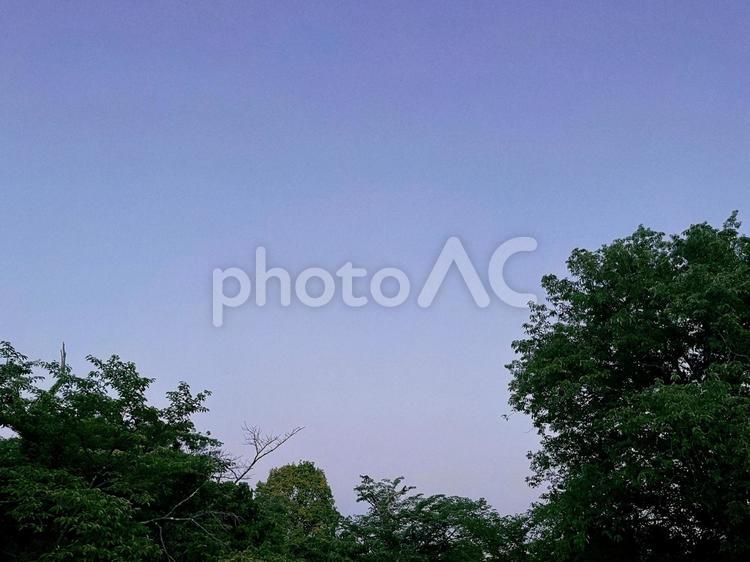 夕方の空と木々_2 空,木,雲の写真素材