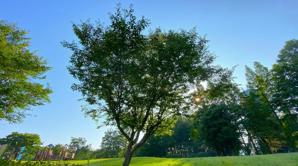 朝の北部公園(金沢市):2 朝の北部公園(金沢市):2の写真