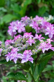 形原温泉アジサイの里 満開のアジサイ 形原温泉アジサイの里 満開のアジサイ 紫陽花,アジサイ,形原温泉の写真素材