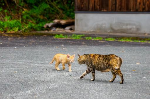 猫(142) 猫(142)の写真