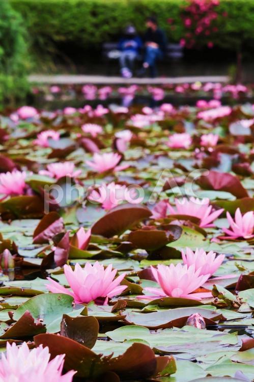 夏の日本庭園のイメージ 夏,庭,庭園の写真素材