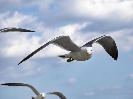 風をつかみ大空を滑る、ウミネコの翼 ウミネコ,カモメ,海猫の写真素材