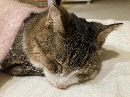 お昼寝Ｂ ねこ,ペット,動物の写真素材