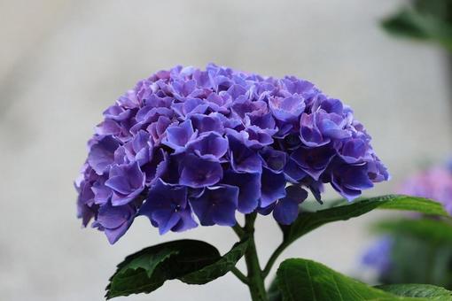 紫陽花 紫陽花の写真