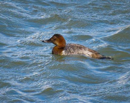 川で泳ぐホシハジロのメス ホシハジロ,野鳥,動物の写真素材