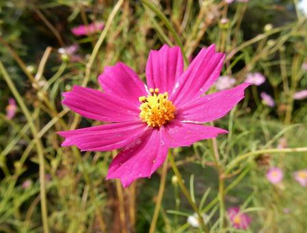 【花の写真】コスモス(秋桜) 【花の写真】コスモス(秋桜)の写真