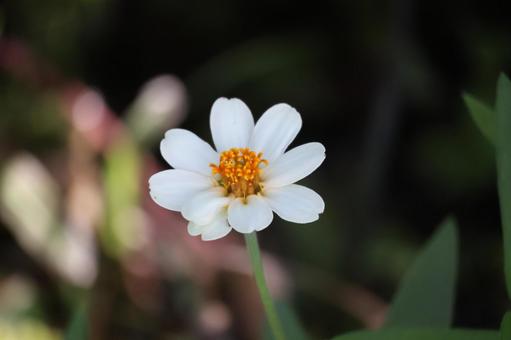 白い花びらのジニアの花のアップの写真