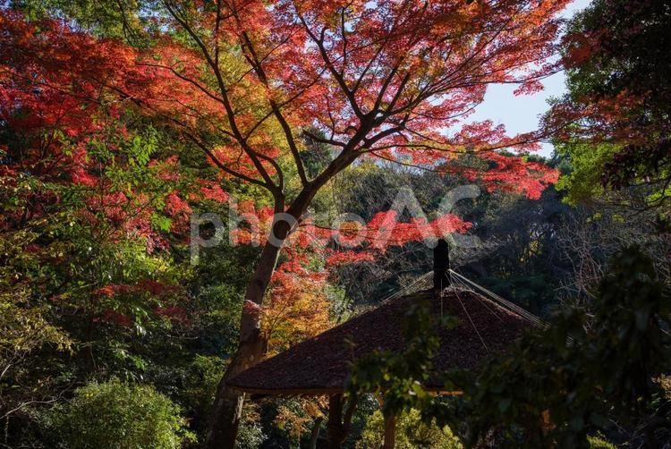 明治神宮で見える風景 明治神宮,東京,神社の写真素材