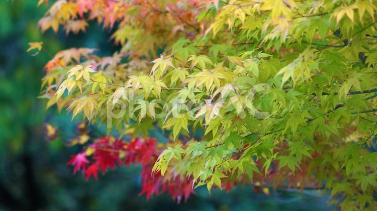 熊本　人吉城跡地の紅葉 秋,自然,赤色の写真素材