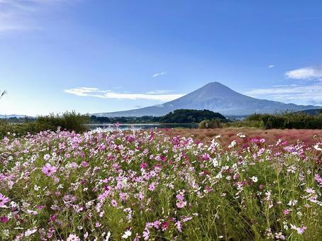 秋のコスモスと富士山 秋のコスモスと富士山 富士山,コスモス,秋桜の写真素材