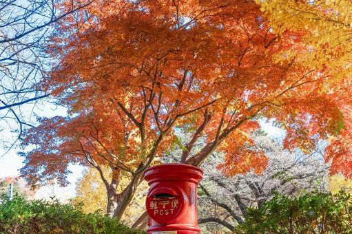 秋の国立市大学通り側道のポストと紅葉 秋の国立市大学通り側道のポストと紅葉 四季の写真,東京,国立市の写真素材