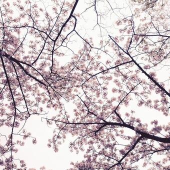 桜空 桜空の写真