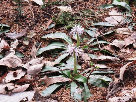 ピンクの小さい花の写真
