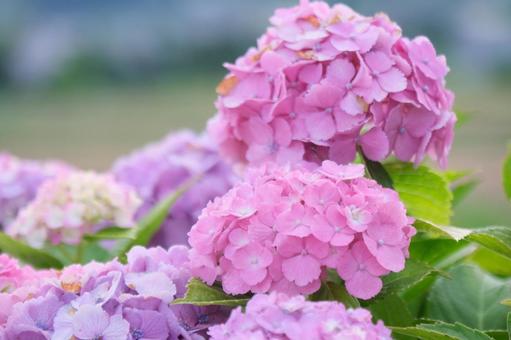 紫陽花 紫陽花の写真