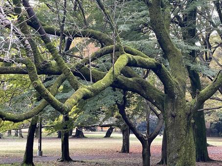 苔の生えた木 苔の生えた木の写真